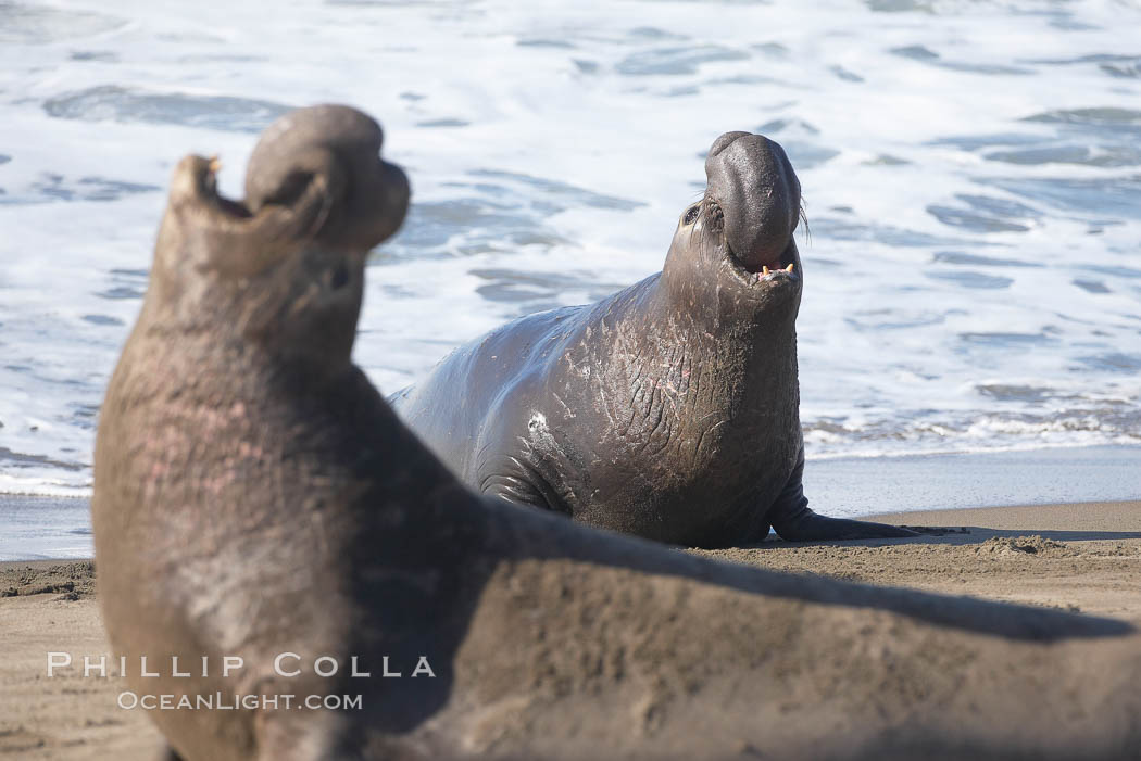 Male elephant seal rears up on its foreflippers and bellows to intimidate other males and to survey its beach territory.  Winter, Central California. Piedras Blancas, San Simeon, USA, Mirounga angustirostris, natural history stock photograph, photo id 20420