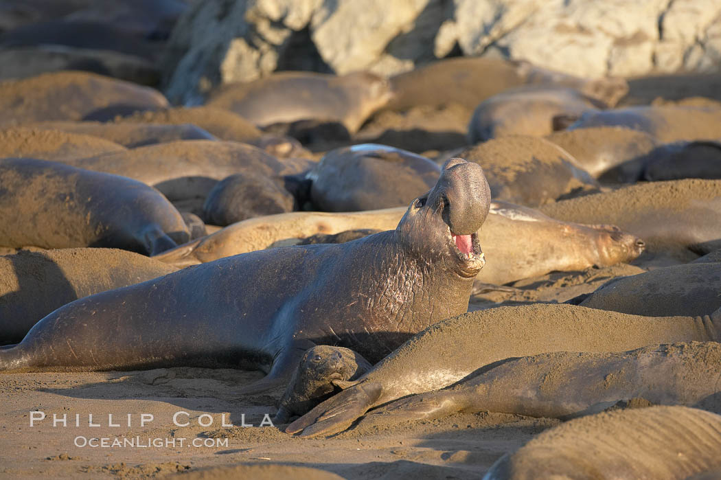A bull elephant seal rears up on his foreflippers and bellows, warning nearby males not to enter his beach territory.  He is surrounded by smaller females, many of which comprise his harem.  Sandy beach rookery, winter, Central California. Piedras Blancas, San Simeon, USA, Mirounga angustirostris, natural history stock photograph, photo id 15415