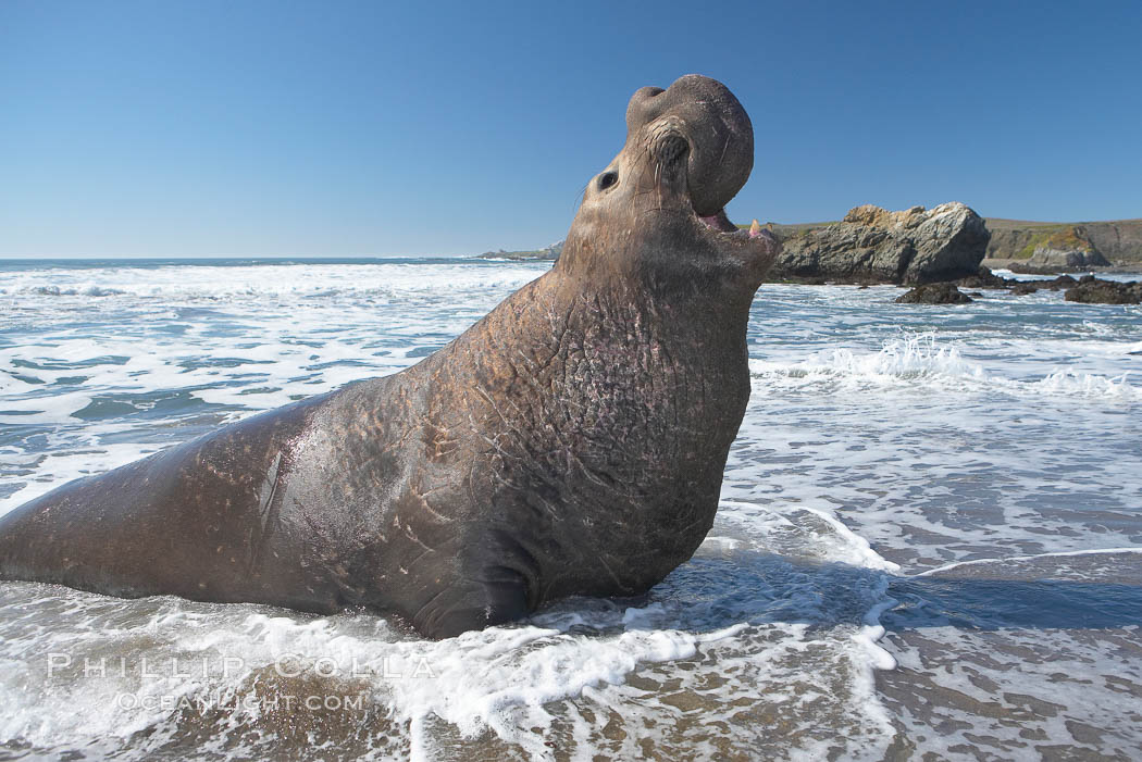 Male elephant seal rears up on its foreflippers and bellows to intimidate other males and to survey its beach territory.  Winter, Central California. Piedras Blancas, San Simeon, USA, Mirounga angustirostris, natural history stock photograph, photo id 15427