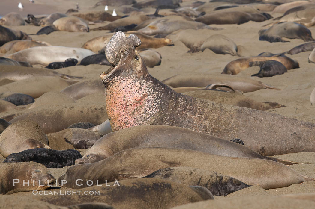 A bull elephant seal rears up on his foreflippers and bellows, warning nearby males not to enter his beach territory.  He is surrounded by smaller females, many of which comprise his harem.  Sandy beach rookery, winter, Central California. Piedras Blancas, San Simeon, USA, Mirounga angustirostris, natural history stock photograph, photo id 15431
