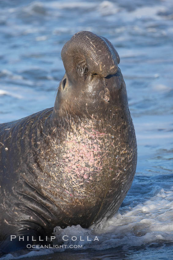 Bull elephant seal, adult male, bellowing. Its huge proboscis is characteristic of male elephant seals. Scarring from combat with other males.  Central California. Piedras Blancas, San Simeon, USA, Mirounga angustirostris, natural history stock photograph, photo id 15455