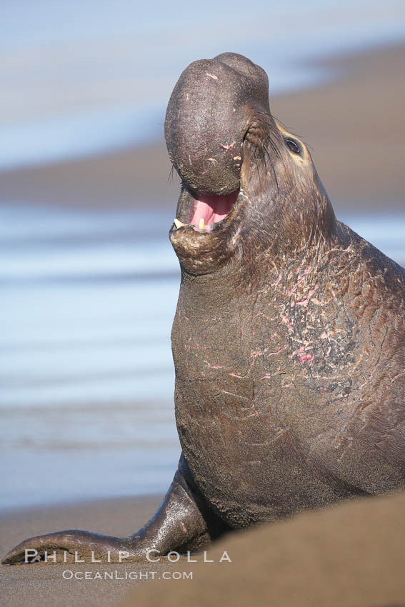 Bull elephant seal, adult male, bellowing. Its huge proboscis is characteristic of male elephant seals. Scarring from combat with other males.  Central California. Piedras Blancas, San Simeon, USA, Mirounga angustirostris, natural history stock photograph, photo id 15463