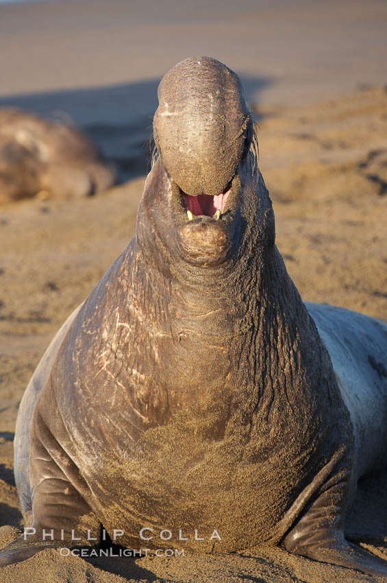 Bull elephant seal, adult male, bellowing. Its huge proboscis is characteristic of male elephant seals. Scarring from combat with other males.  Central California. Piedras Blancas, San Simeon, USA, Mirounga angustirostris, natural history stock photograph, photo id 15511