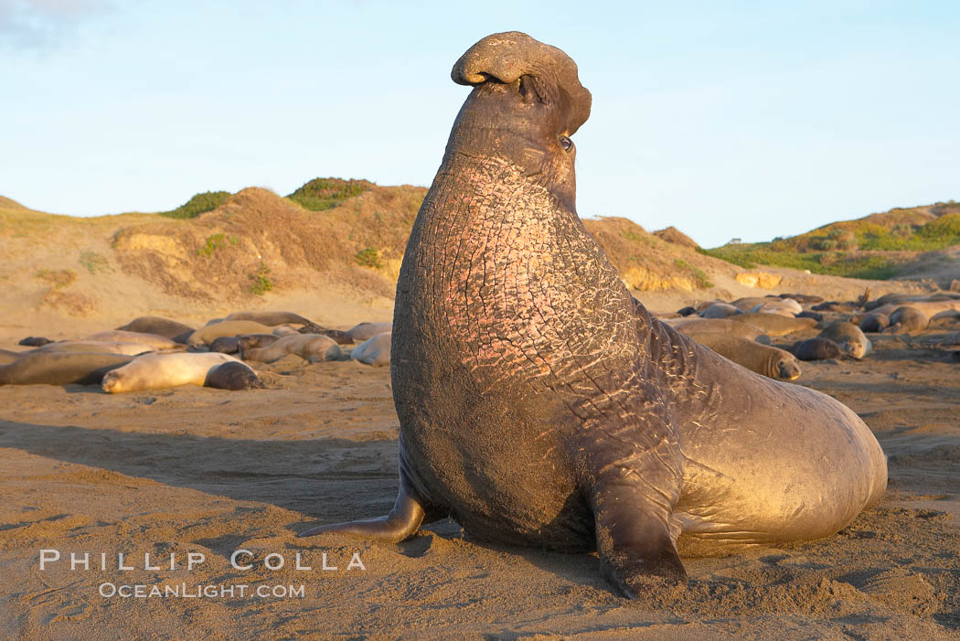 Male elephant seal rears up on its foreflippers and bellows to intimidate other males and to survey its beach territory.  Winter, Central California. Piedras Blancas, San Simeon, USA, Mirounga angustirostris, natural history stock photograph, photo id 15523