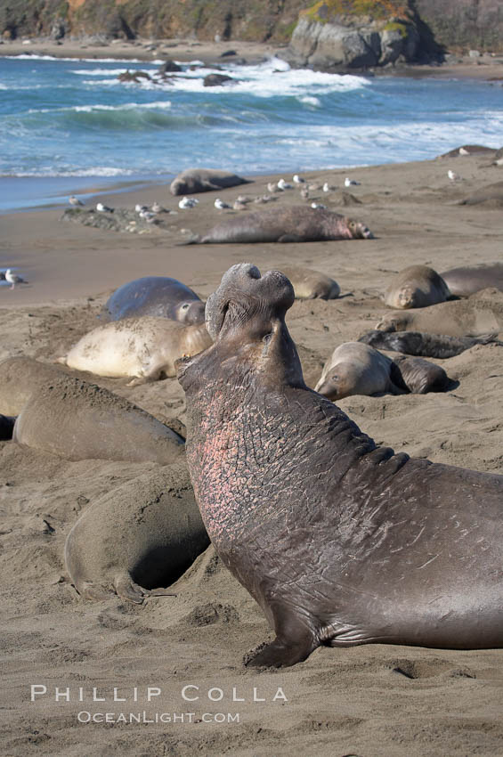 Amid females and pups, a bull elephant seal rears up on his foreflippers and bellows, warning nearby males not to enter his beach territory.  Sandy beach rookery, winter, Central California. Piedras Blancas, San Simeon, USA, Mirounga angustirostris, natural history stock photograph, photo id 15535