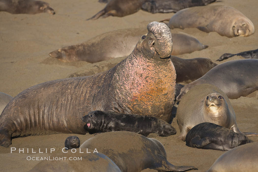 A bull elephant seal rears up on his foreflippers and bellows, warning nearby males not to enter his beach territory.  He is surrounded by smaller females (and several black pups) which comprise his harem.  Sandy beach rookery, winter, Central California. Piedras Blancas, San Simeon, USA, Mirounga angustirostris, natural history stock photograph, photo id 15417