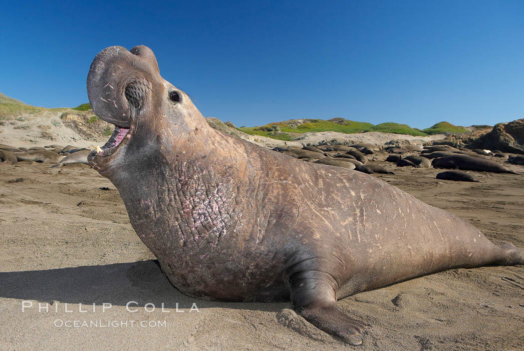 Male elephant seal rears up on its foreflippers and bellows to intimidate other males and to survey its beach territory.  Winter, Central California. Piedras Blancas, San Simeon, USA, Mirounga angustirostris, natural history stock photograph, photo id 15425
