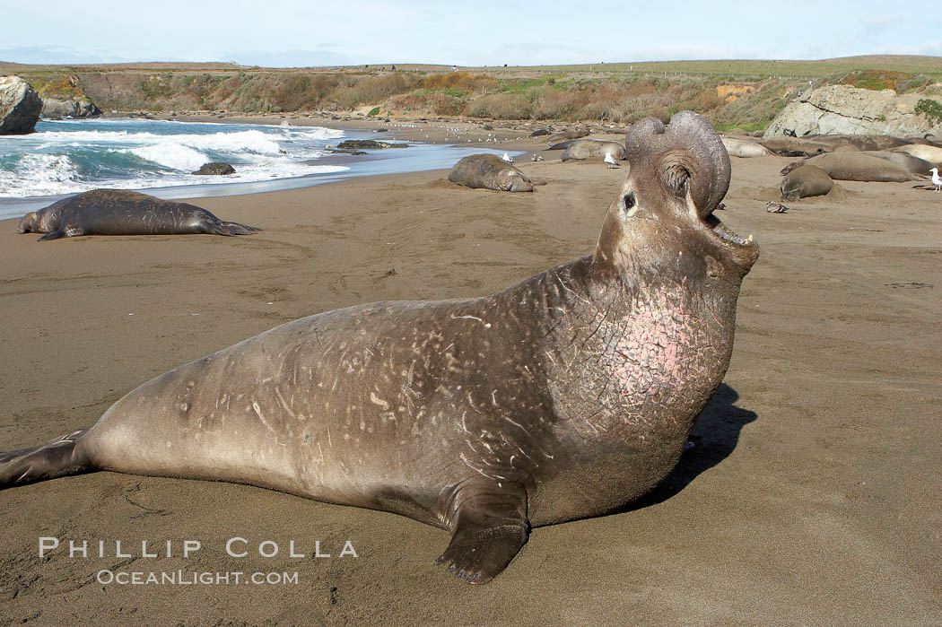 Male elephant seal rears up on its foreflippers and bellows to intimidate other males and to survey its beach territory.  Winter, Central California. Piedras Blancas, San Simeon, USA, Mirounga angustirostris, natural history stock photograph, photo id 15429
