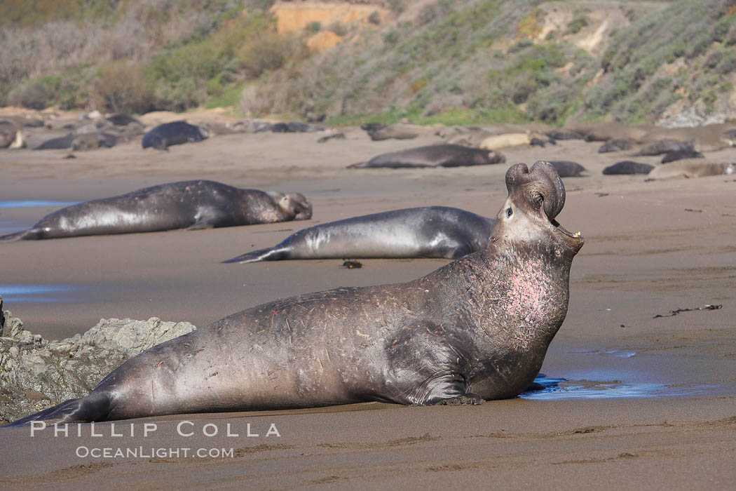Bull elephant seal, adult male, bellowing. Its huge proboscis is characteristic of male elephant seals. Scarring from combat with other males.  Central California. Piedras Blancas, San Simeon, USA, Mirounga angustirostris, natural history stock photograph, photo id 15473