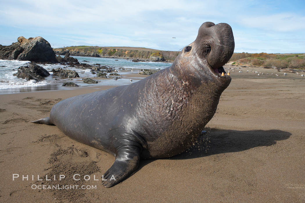 Male elephant seal rears up on its foreflippers and bellows to intimidate other males and to survey its beach territory.  Winter, Central California. Piedras Blancas, San Simeon, USA, Mirounga angustirostris, natural history stock photograph, photo id 15489