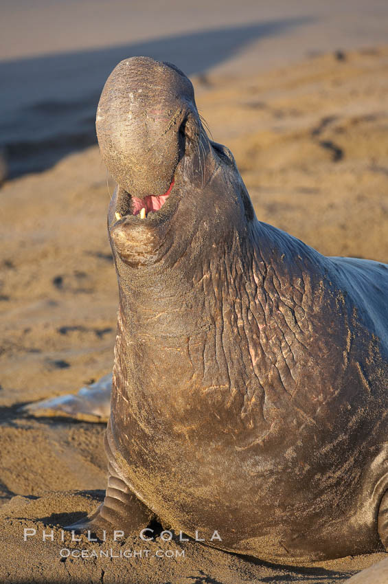 Bull elephant seal, adult male, bellowing. Its huge proboscis is characteristic of male elephant seals. Scarring from combat with other males.  Central California. Piedras Blancas, San Simeon, USA, Mirounga angustirostris, natural history stock photograph, photo id 15509