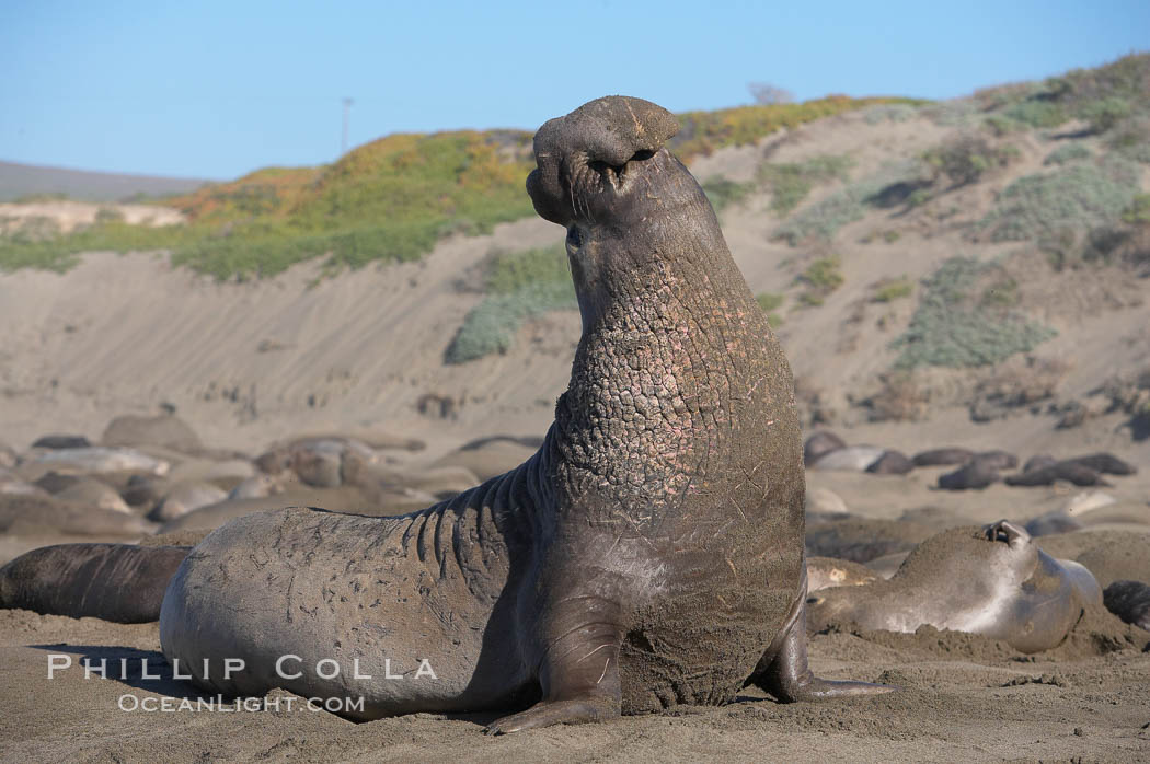 Male elephant seal rears up on its foreflippers and bellows to intimidate other males and to survey its beach territory.  Winter, Central California. Piedras Blancas, San Simeon, USA, Mirounga angustirostris, natural history stock photograph, photo id 15513