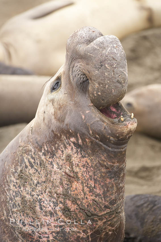 Male elephant seal rears up on its foreflippers and bellows to intimidate other males and to survey its beach territory.  Winter, Central California. Piedras Blancas, San Simeon, USA, Mirounga angustirostris, natural history stock photograph, photo id 20385