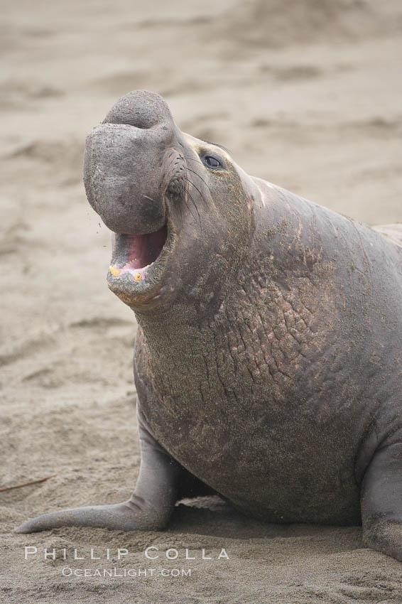 Male elephant seal rears up on its foreflippers and bellows to intimidate other males and to survey its beach territory.  Winter, Central California. Piedras Blancas, San Simeon, USA, Mirounga angustirostris, natural history stock photograph, photo id 20421
