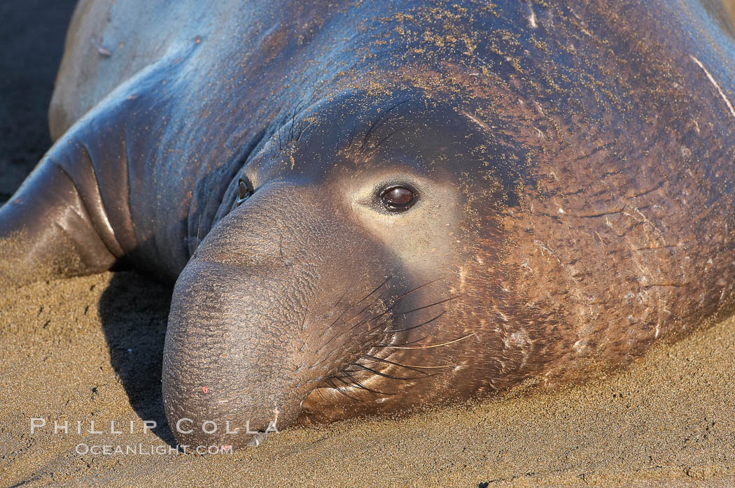 Adult male elephant seal lies on the beach, displaying the huge proboscis which is characteristic of the species.  Winter, Central California. Piedras Blancas, San Simeon, USA, Mirounga angustirostris, natural history stock photograph, photo id 15542