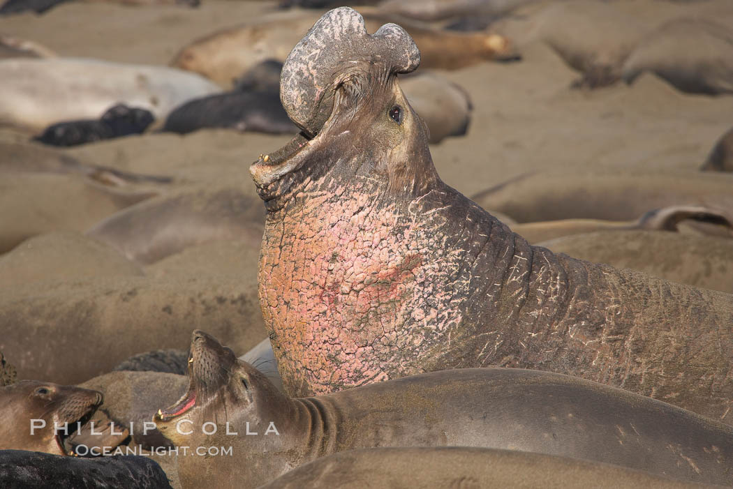 Northern elephant seal, adult male, scarring on chest from territorial conflict with other males during mating season.  Sandy beach rookery, winter, Central California. Piedras Blancas, San Simeon, USA, Mirounga angustirostris, natural history stock photograph, photo id 18718