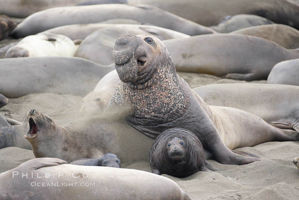 A bull elephant seal approaches a female before forceably mating (copulating) with her, in spite of nearly smashing the female's pup in the process. Piedras Blancas, San Simeon, California, USA, Mirounga angustirostris, natural history stock photograph, photo id 20390