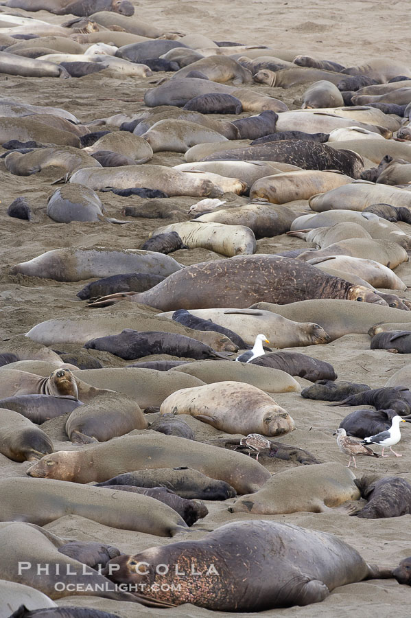 Elephant seals crowd a sand beach at the Piedras Blancas rookery near San Simeon., Mirounga angustirostris, natural history stock photograph, photo id 20398