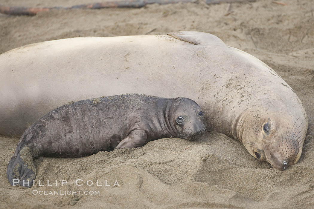 Mother elephant seal and her pup.  The pup will nurse for 27 days, when the mother stops lactating and returns to the sea.  The pup will stay on the beach 12 more weeks until it becomes hungry and begins to forage for food. Piedras Blancas, San Simeon, California, USA, Mirounga angustirostris, natural history stock photograph, photo id 20402