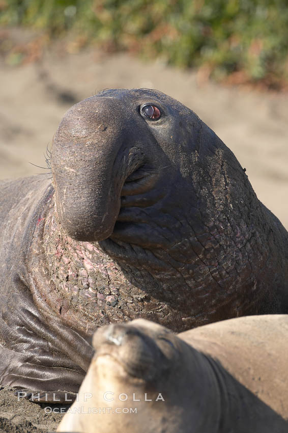 A bull elephant seal (adult male) surveys the beach.  The huge proboscis is characteristic of the species. Scarring from combat with other males.  Central California. Piedras Blancas, San Simeon, USA, Mirounga angustirostris, natural history stock photograph, photo id 15536