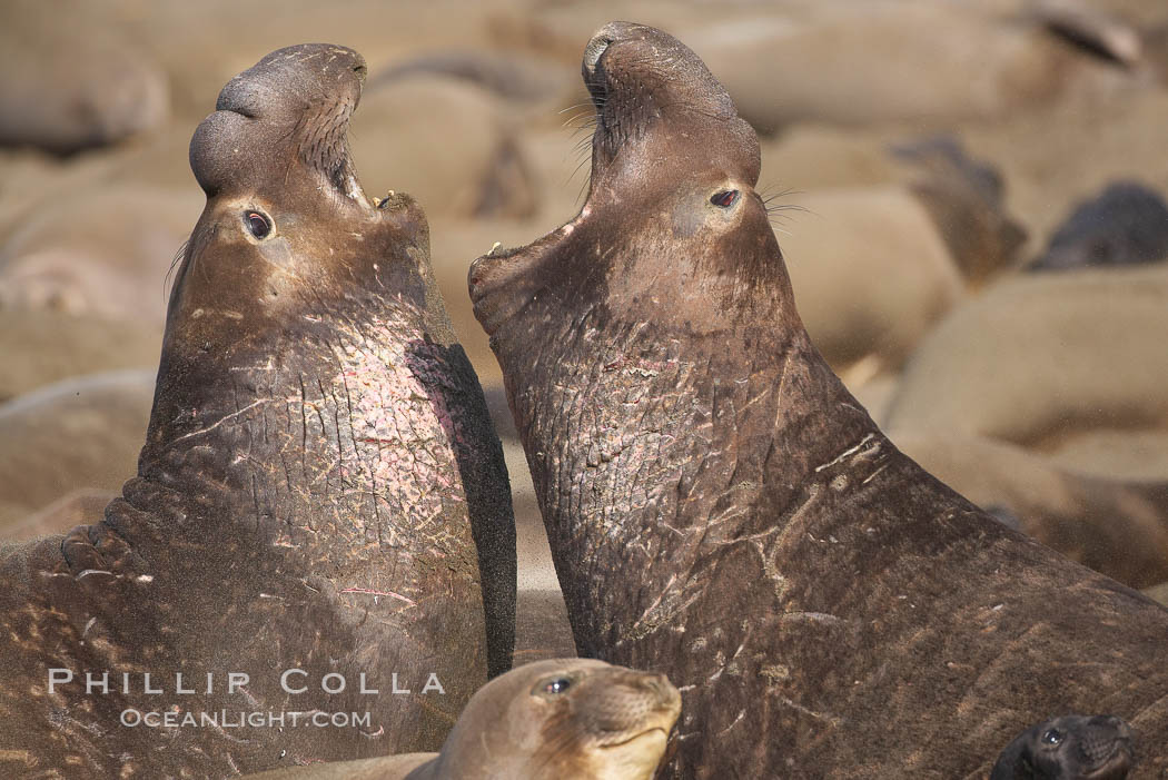 Northern elephant seals, subadult males, mock sparring during mating season. Sandy beach rookery, winter, Central California., Mirounga angustirostris, natural history stock photograph, photo id 18720