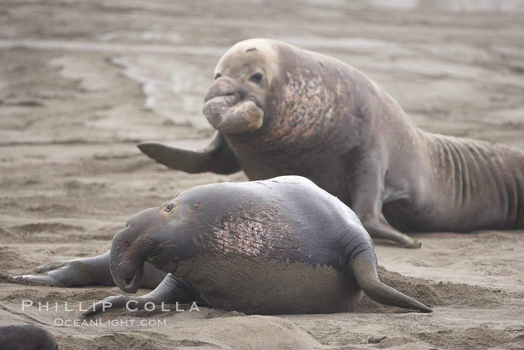 Bull elephant seal looks behind as it flees from a much larger bull, probably during a dispute over territory or access to females., Mirounga angustirostris, natural history stock photograph, photo id 20380