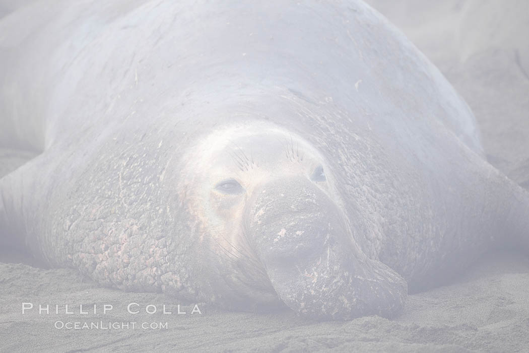 An enormous elephant seal bull male lays on the beach, partially obscured by typical central California coastal fog. Piedras Blancas, San Simeon, USA, Mirounga angustirostris, natural history stock photograph, photo id 20400