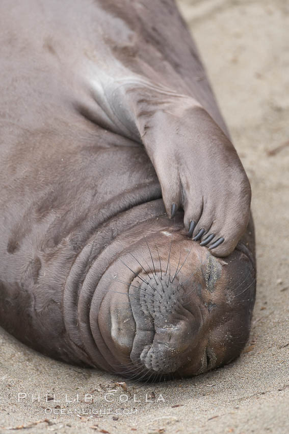 Elephant seal pup scratches its face with its foreflipper.  Note the five "fingernails" on the flipper.  The pup will nurse for 27 days, when the mother stops lactating and returns to the sea.  The pup will stay on the beach 12 more weeks until it becomes hungry and begins to forage for food. Piedras Blancas, San Simeon, California, USA, Mirounga angustirostris, natural history stock photograph, photo id 20404
