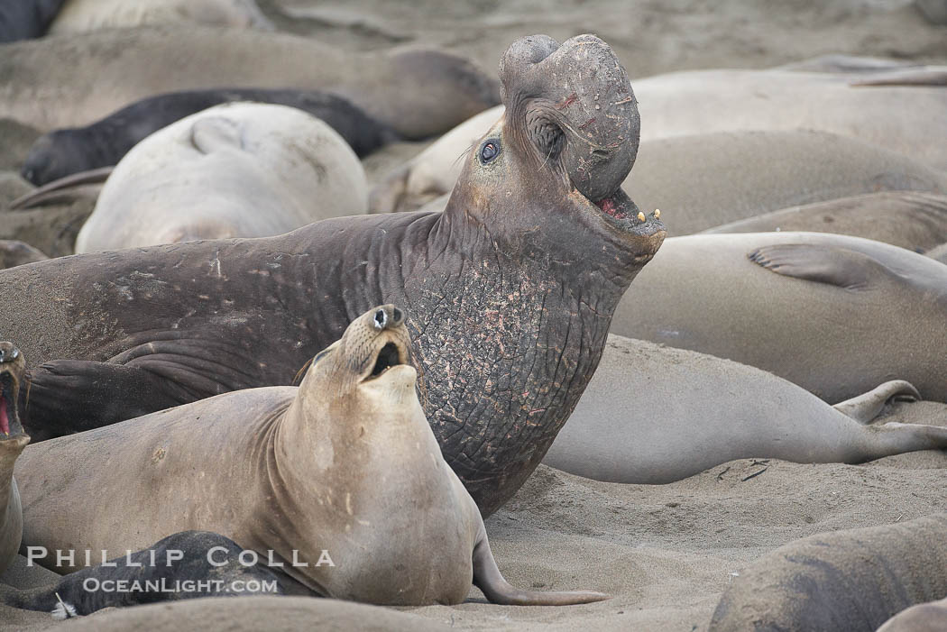 Elephant seals crowd a sand beach at the Piedras Blancas rookery near San Simeon., Mirounga angustirostris, natural history stock photograph, photo id 20416