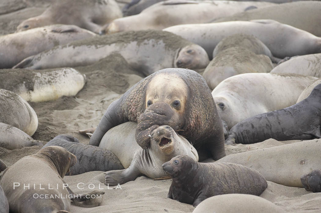 A bull elephant seal forceably mates (copulates) with a much smaller female, often biting her into submission and using his weight to keep her from fleeing.  Males may up to 5000 lbs, triple the size of females.  Sandy beach rookery, winter, Central California. Piedras Blancas, San Simeon, USA, Mirounga angustirostris, natural history stock photograph, photo id 20428