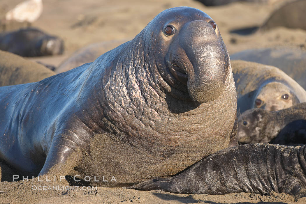 A bull elephant seal (adult male) surveys his territory on the sandy beach rookery. Central California. Piedras Blancas, San Simeon, USA, Mirounga angustirostris, natural history stock photograph, photo id 15515