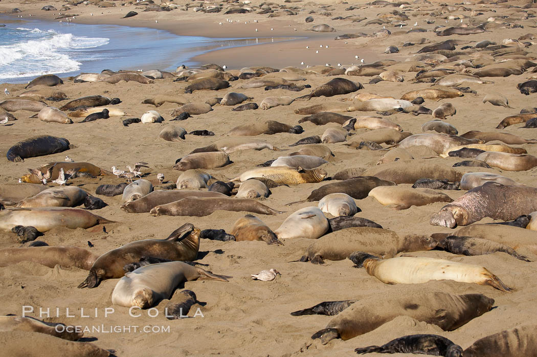 Elephant seals crowd a sand beach at the Piedras Blancas rookery near San Simeon. California, USA, Mirounga angustirostris, natural history stock photograph, photo id 15527