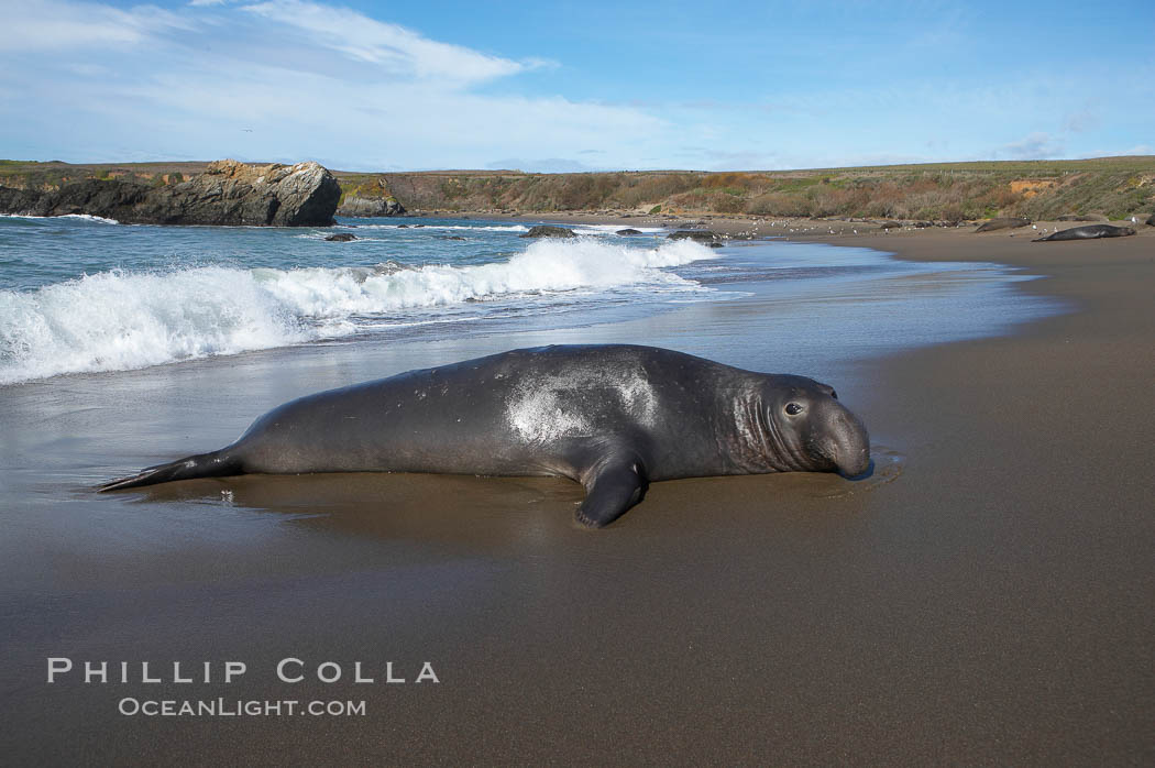 Adult male elephant seal rest on a wet beach before hauling itself up to the dry sand and defending its harem and territory. Winter, Central California. Piedras Blancas, San Simeon, USA, Mirounga angustirostris, natural history stock photograph, photo id 15543