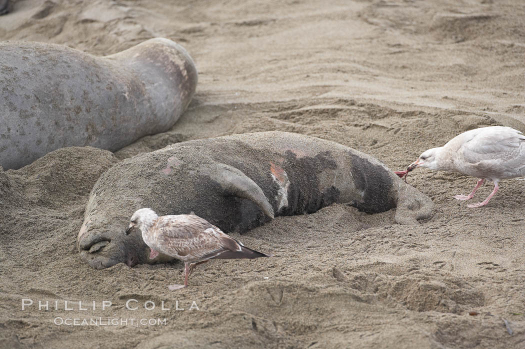 An elephant seal pup carcass is picked over by seagulls.  The pup was perhaps abandoned by, or became separated from, its mother, or else succumbed to disease or injury from much larger males during their territorial battles on the beach. Piedras Blancas, San Simeon, California, USA, Mirounga angustirostris, natural history stock photograph, photo id 20391