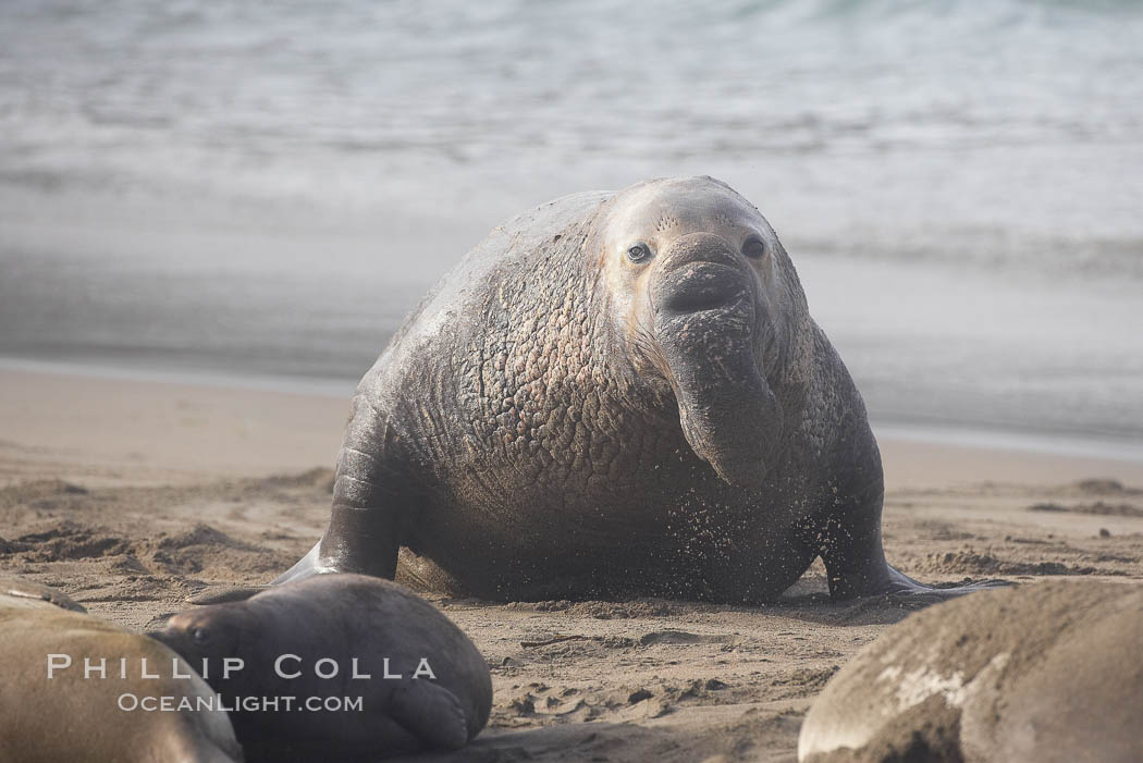 Male elephant seal on the beach. Piedras Blancas, San Simeon, California, USA, Mirounga angustirostris, natural history stock photograph, photo id 20395