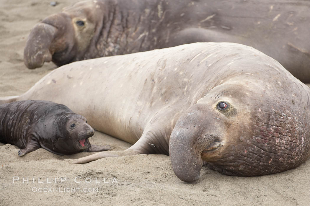 An enormous male elephant seal dwarfs a tiny pup.  The bull is not interested in the pup and will typically ignore the pup, but the bull will not hesitate to run the pup over as it moves through the crowd on the beach. Piedras Blancas, San Simeon, California, USA, Mirounga angustirostris, natural history stock photograph, photo id 20403