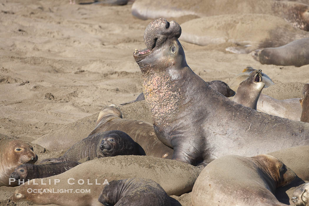 Elephant seals crowd a sand beach at the Piedras Blancas rookery near San Simeon., Mirounga angustirostris, natural history stock photograph, photo id 20419