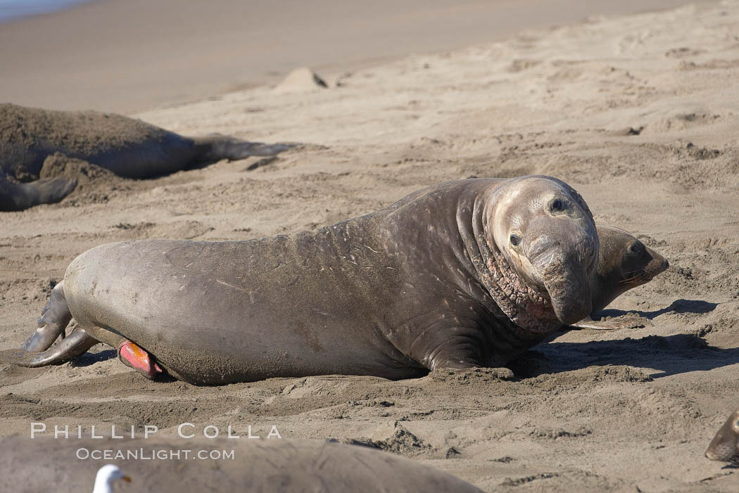 Having just mated with a female (obscured) next to him, this bull male elephant seal's penis is still extended and visible. Piedras Blancas, San Simeon, California, USA, Mirounga angustirostris, natural history stock photograph, photo id 20423