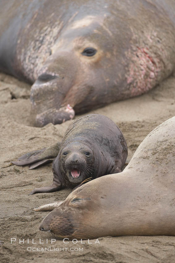 Bull male elephant seal, mother seal and her pup.  The pup will nurse for 27 days, when the mother stops lactating and returns to the sea.  The pup will stay on the beach 12 more weeks until it becomes hungry and begins to forage for food. Piedras Blancas, San Simeon, California, USA, Mirounga angustirostris, natural history stock photograph, photo id 20427