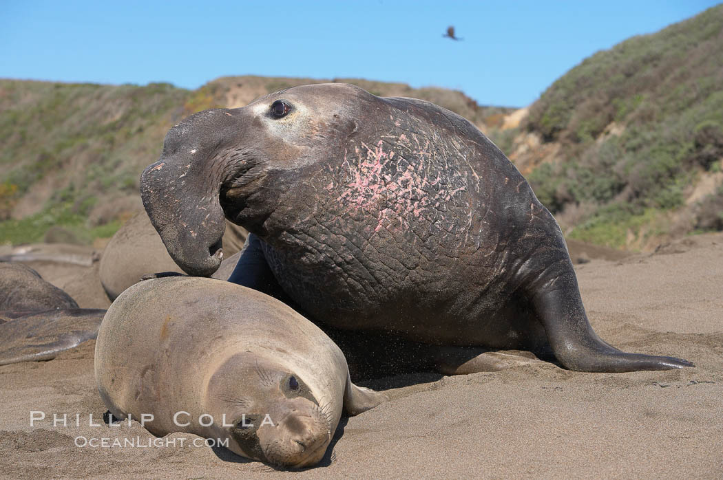 A bull elephant seal prepares to mate with a much smaller female.  Males may up to 5000 lbs, triple the size of females.  Sandy beach rookery, winter, Central California. Piedras Blancas, San Simeon, USA, Mirounga angustirostris, natural history stock photograph, photo id 15505
