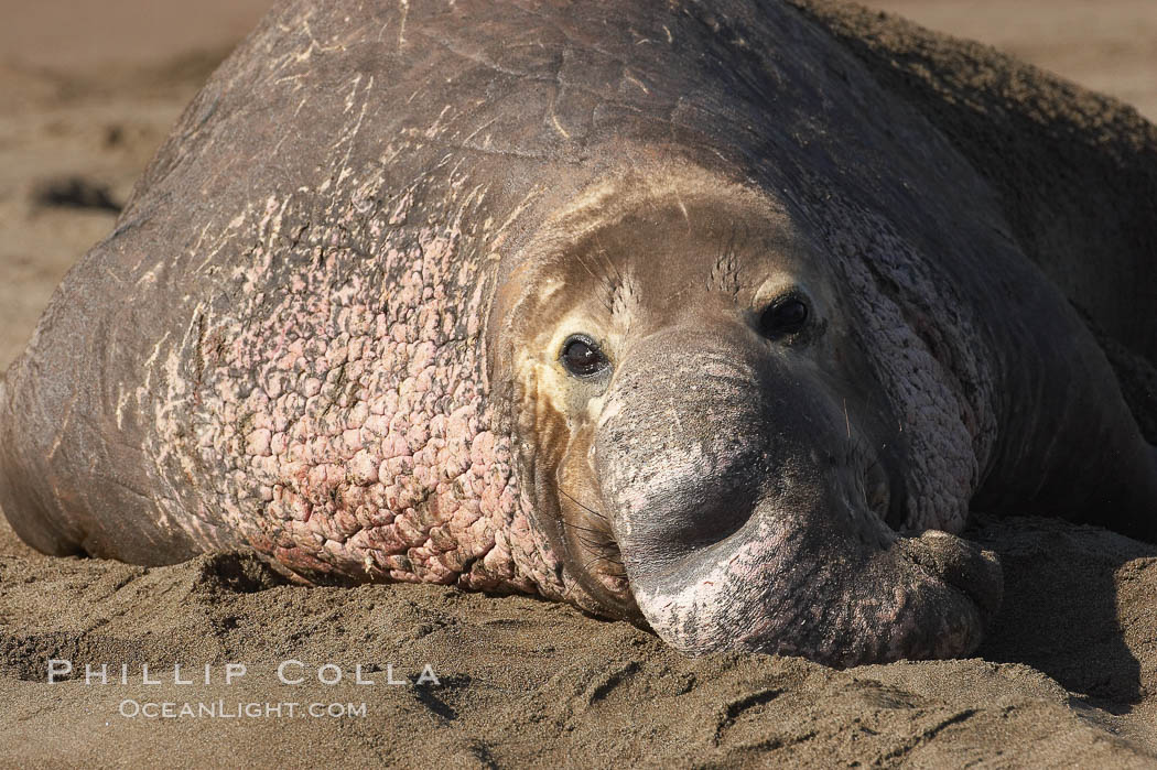 Bull elephant seal lies on the sand.  This old male shows the huge proboscis characteristic of this species, as well as considerable scarring on his chest and proboscis from many winters fighting other males for territory and rights to a harem of females.  Sandy beach rookery, winter, Central California., Mirounga angustirostris, natural history stock photograph, photo id 15517