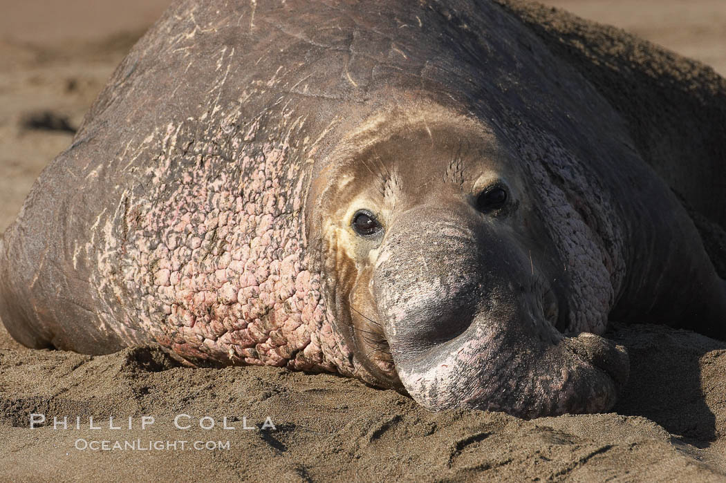Bull elephant seal lies on the sand.  This old male shows the huge proboscis characteristic of this species, as well as considerable scarring on his chest and proboscis from many winters fighting other males for territory and rights to a harem of females.  Sandy beach rookery, winter, Central California. Piedras Blancas, San Simeon, USA, Mirounga angustirostris, natural history stock photograph, photo id 15517