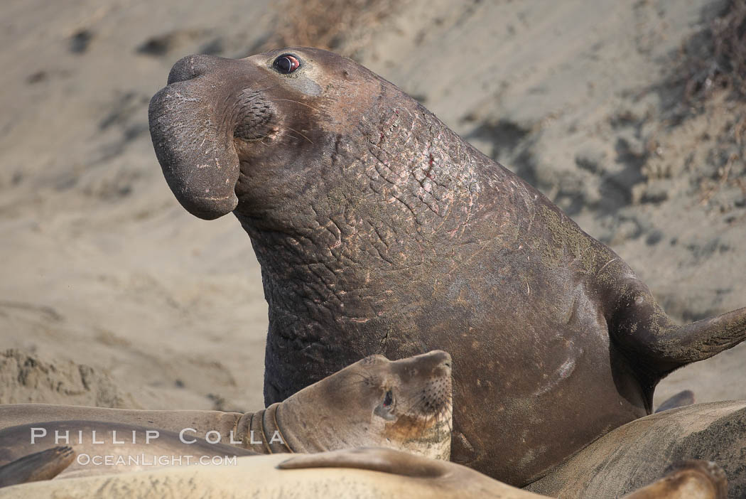 A bull elephant seal (adult male) surveys the beach.  The huge proboscis is characteristic of the species. Scarring from combat with other males.  Central California. Piedras Blancas, San Simeon, USA, Mirounga angustirostris, natural history stock photograph, photo id 15537