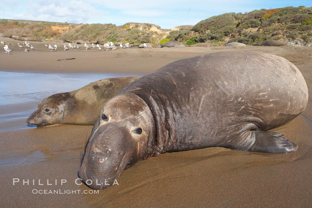 Northern elephant seal, adult male, lying on sand at ocean's edge.  Sandy beach rookery, winter, Central California. Piedras Blancas, San Simeon, USA, Mirounga angustirostris, natural history stock photograph, photo id 18721