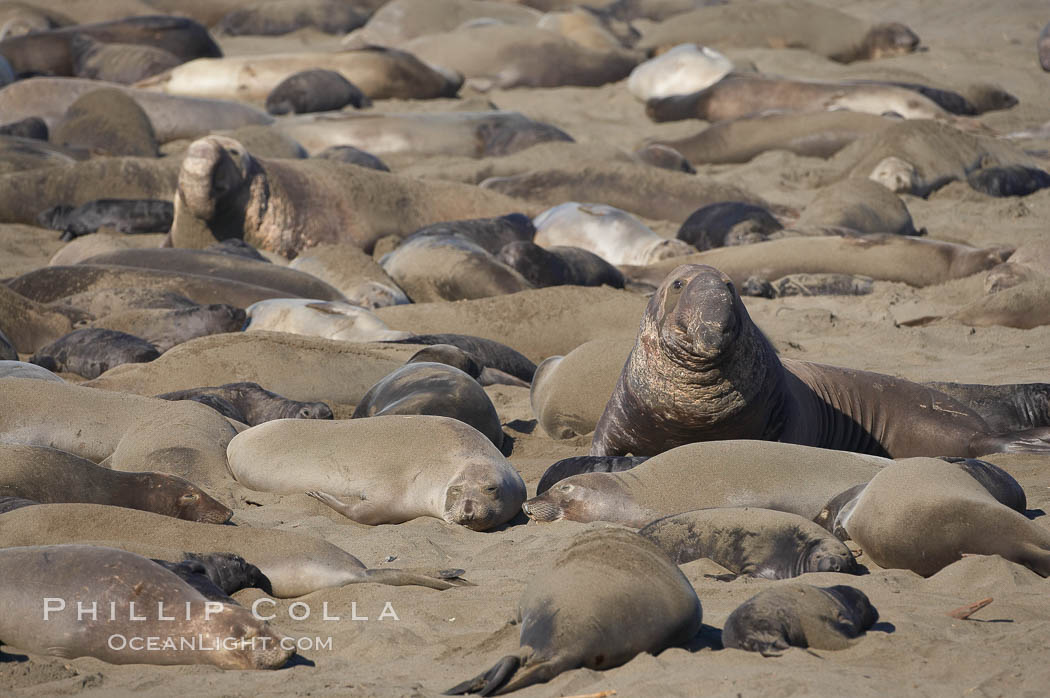 Elephant seals crowd a sand beach at the Piedras Blancas rookery near San Simeon. California, USA, Mirounga angustirostris, natural history stock photograph, photo id 20397