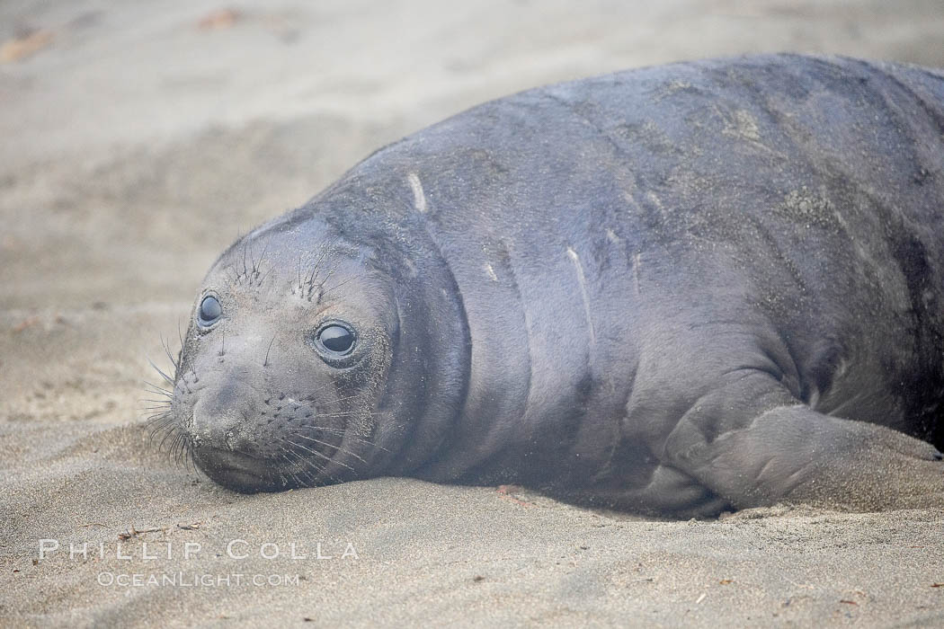 Elephant seal pup.  The pup will nurse for 27 days, when the mother stops lactating and returns to the sea.  The pup will stay on the beach 12 more weeks until it becomes hungry and begins to forage for food. Piedras Blancas, San Simeon, California, USA, Mirounga angustirostris, natural history stock photograph, photo id 20425