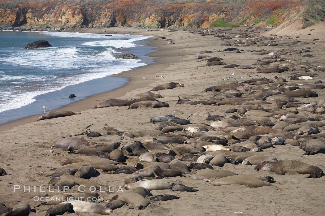 Elephant seals crowd a sand beach at the Piedras Blancas rookery near San Simeon. California, USA, natural history stock photograph, photo id 20356