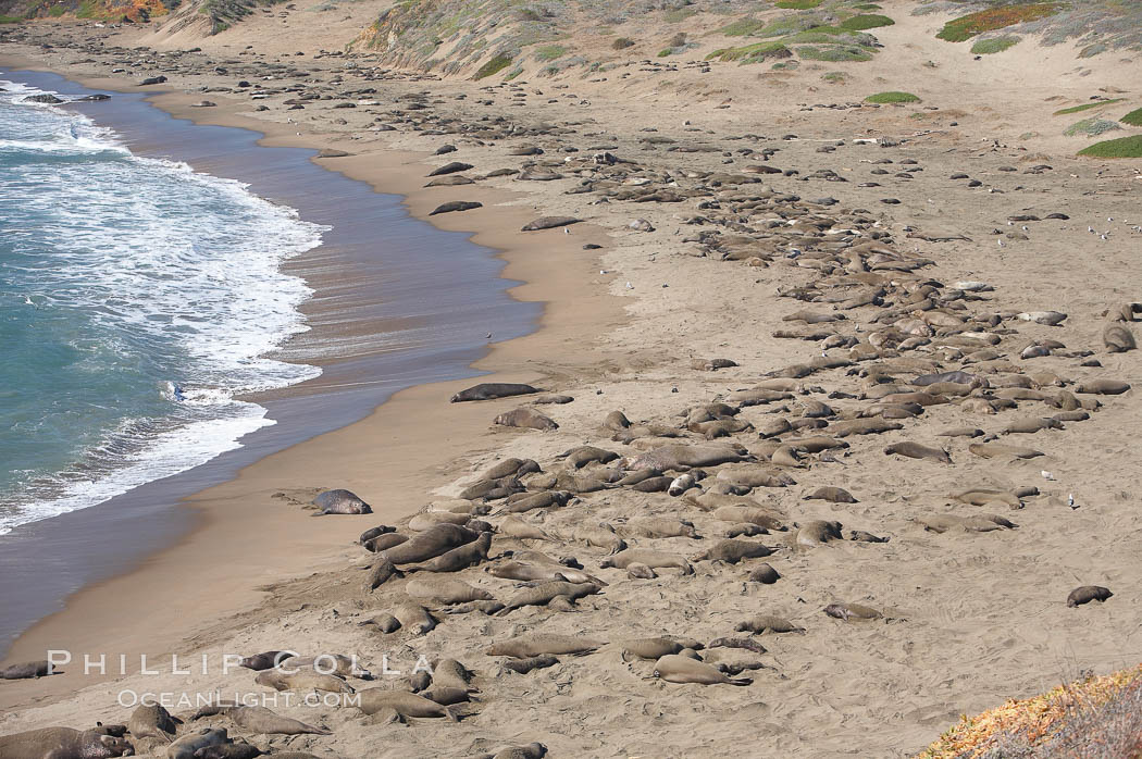 Elephant seals crowd a sand beach at the Piedras Blancas rookery near San Simeon. California, USA, natural history stock photograph, photo id 20359