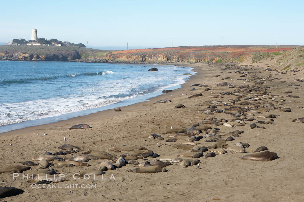 Elephant seals crowd a sand beach at the Piedras Blancas rookery near San Simeon.  The Piedras Blancas lighthouse is visible in upper left. California, USA, natural history stock photograph, photo id 20357
