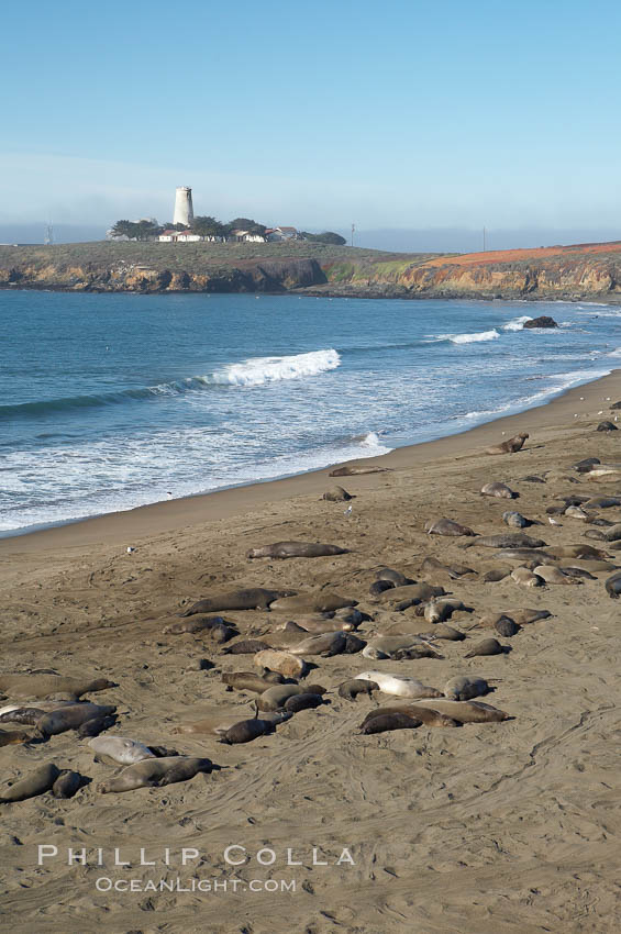 Elephant seals crowd a sand beach at the Piedras Blancas rookery near San Simeon.  The Piedras Blancas lighthouse is visible in upper left. California, USA, natural history stock photograph, photo id 20361